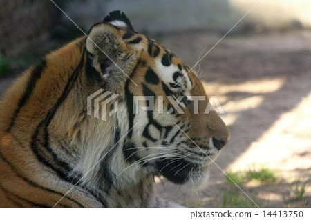 amur tiger 14413750