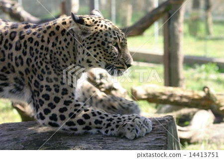 leopard 14413751