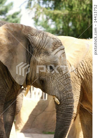 african elephant 14413752