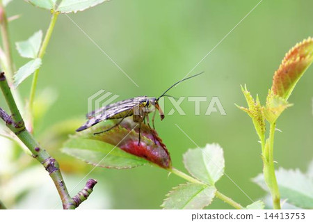 scorpionfly 14413753