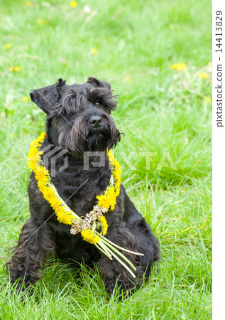 Decorated Black Miniature Schnauzer Dog 14413829