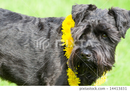 Decorated Black Miniature Schnauzer Dog 14413831