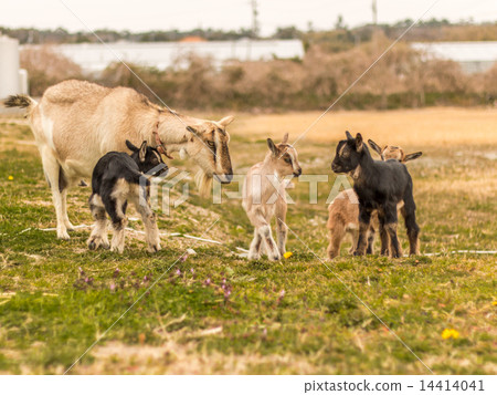 Goat parents and young children 14414041