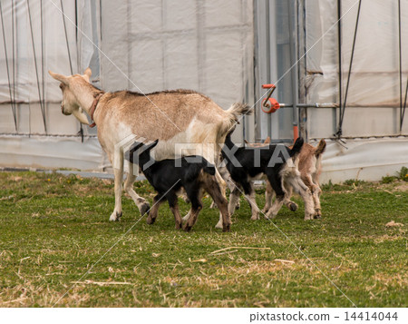 Goat parents and young children 14414044