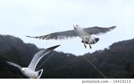 Seagull Seagull 14414213