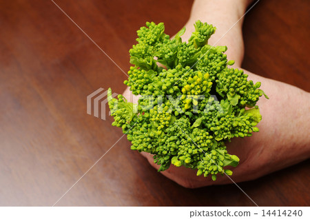 被收穫的強姦花在兩隻手中 14414240