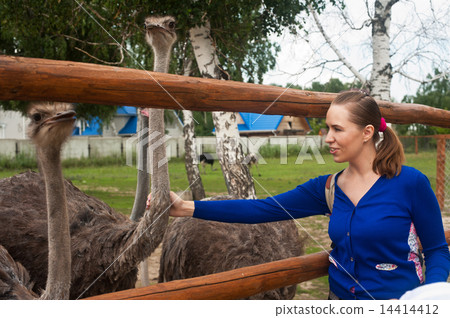 feeding ostrich feeding ostrich 14414412