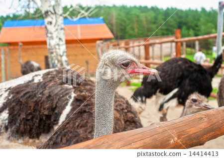 ostrich ostrich 14414413