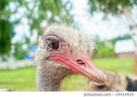 ostrich ostrich 14414414