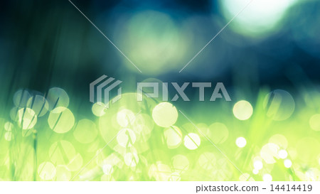 Green grass with drops of morning water Green grass with drops of morning water 14414419