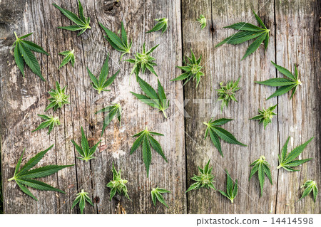 Composition of marijuana leaves 14414598