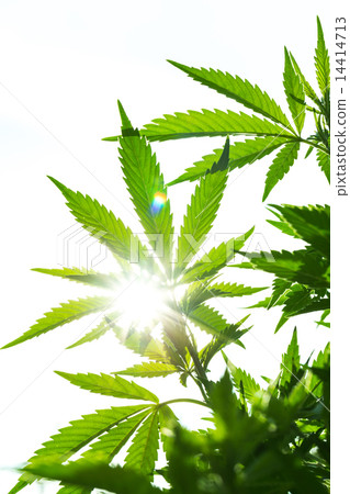 Young leaf of marijuana plant Young leaf of marijuana plant 14414713