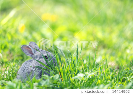rabbit 14414902