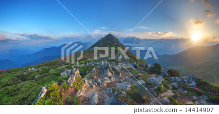 rhododendron 14414907