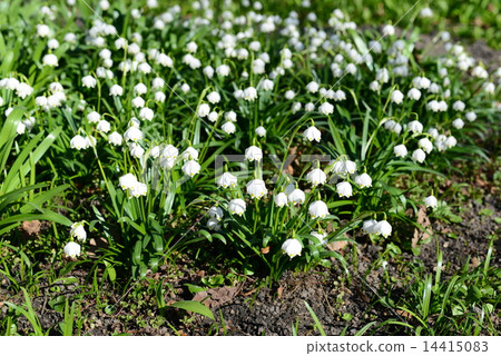 snowflake flowers in the garden 14415083