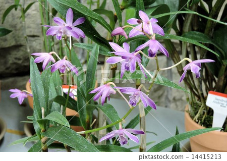 Dendrobium · kinggianam / Jindai Botanical Garden Dendrobium · kinggianam / Jindai Botanical Garden 14415213