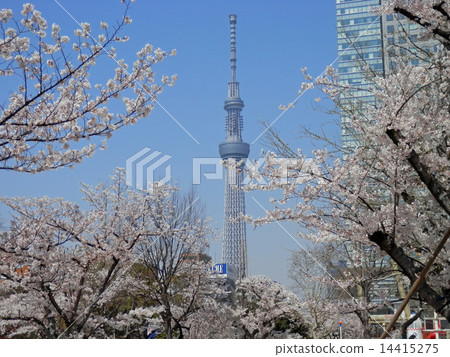 Sky tree and cherry tree Sky tree and cherry tree 14415275