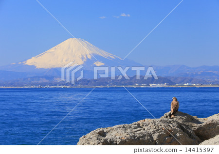江之島富士和鳥 14415397