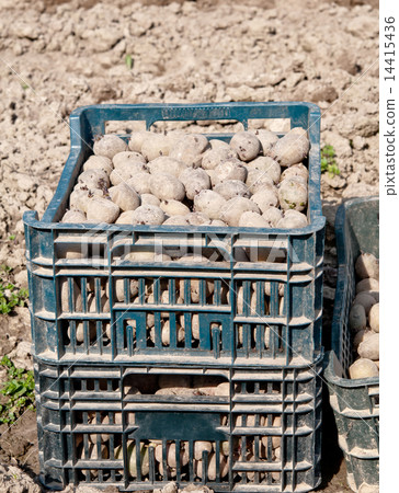 seed potatoes seed potatoes 14415436