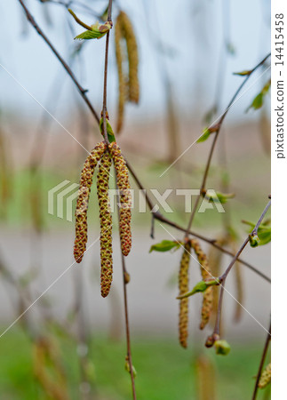 spring birch spring birch 14415458