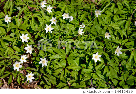 spring forest flowers 14415459