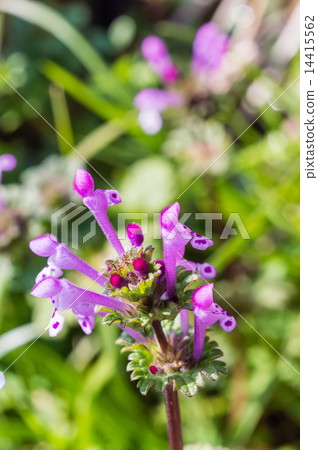 Lamium amplexicaule 14415562