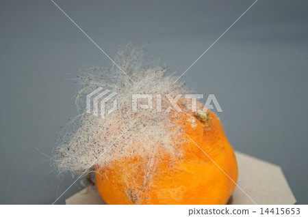黴菌生長在橘子裡 黴菌生長在橘子裡 14415653