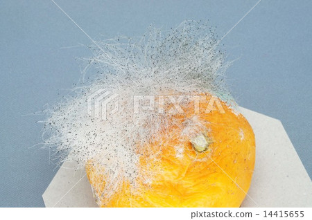 黴菌生長在橘子裡 14415655