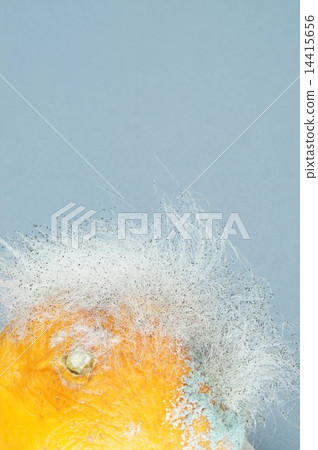 黴菌生長在橘子裡 黴菌生長在橘子裡 14415656