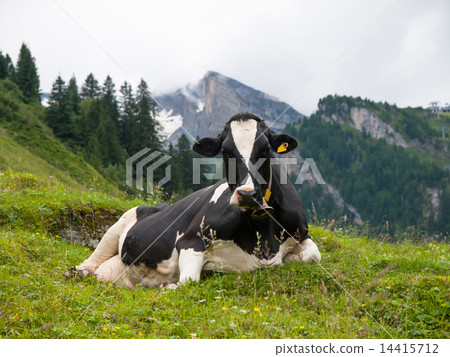 Cow lying on pasture Cow lying on pasture 14415712