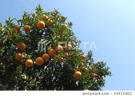 Summertime orange 14415802