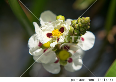 泰國Homodaka，Omodaka，南非 14415833