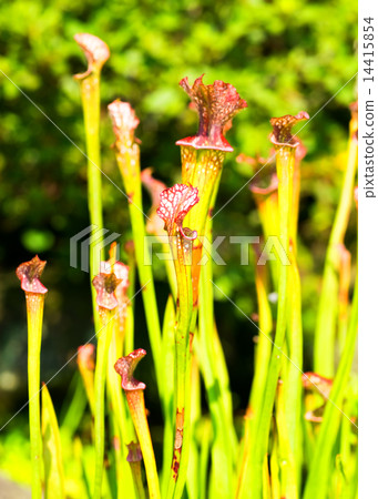 Salacenia · Leucophila, Salacenianaceae, South America South America 14415854