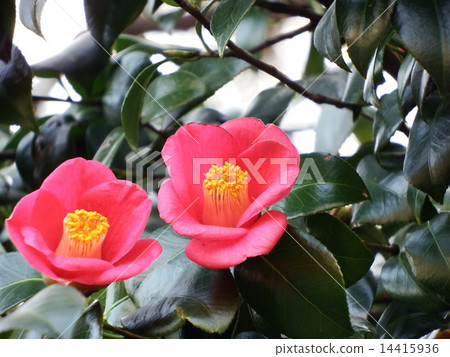 Camellia 14415936