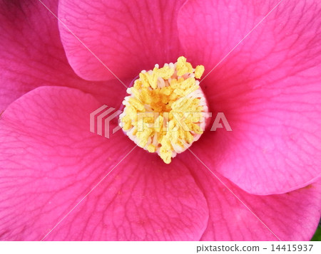 茶花 茶花 14415937