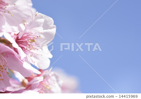 櫻花 14415969