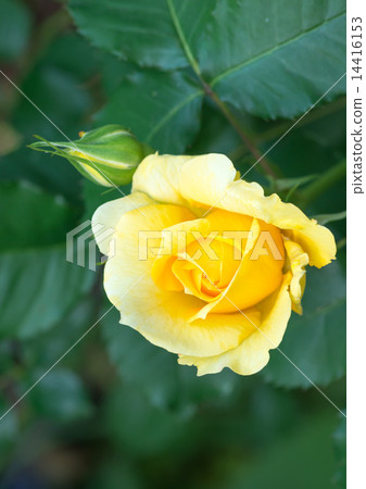 Rose (Gold Bunny) 14416153