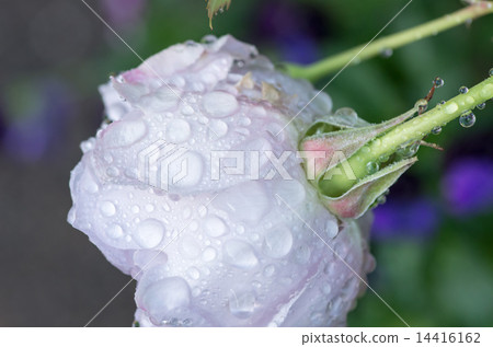 Rose (Bluebay) 14416162