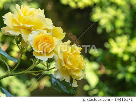 Rose (Gold Bunny) Rose (Gold Bunny) 14416171