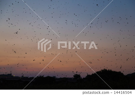 Swallow's sweet 14416504