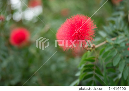 Ohbenigokan Ohbenigokan 14416600