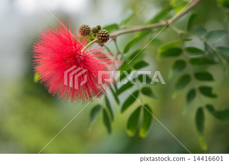 Ohbenigokan 14416601