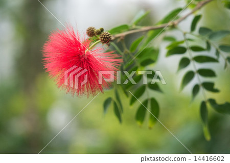 Ohbenigokan Ohbenigokan 14416602