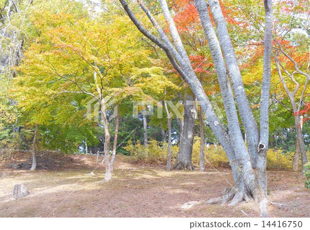 Fall of Shuzenji, Izu Peninsula, Shizuoka prefecture, when the autumn leaves came. Fall of Shuzenji, Izu Peninsula, Shizuoka prefecture, when the autumn leaves came. 14416750