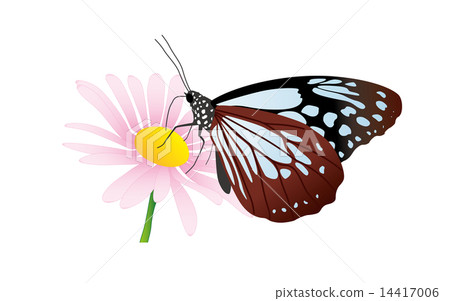 Asagi madara 14417006