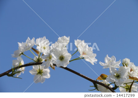梨花 14417299