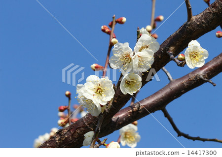 Plum blossom  14417300