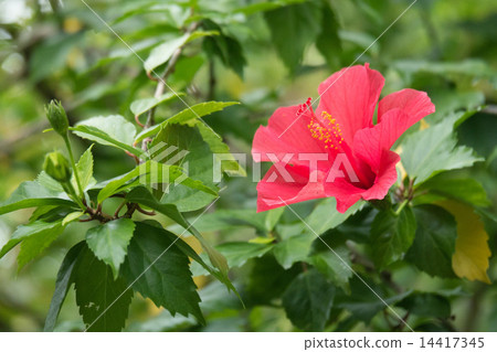 Hibiscus 14417345