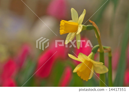 水仙 水仙 14417351