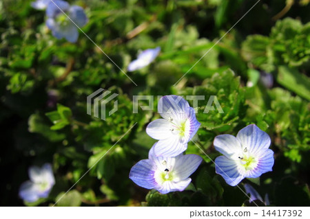 Persian speedwell Persian speedwell 14417392